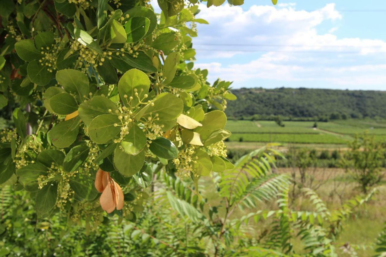 Vila Flora Sečovlje المظهر الخارجي الصورة
